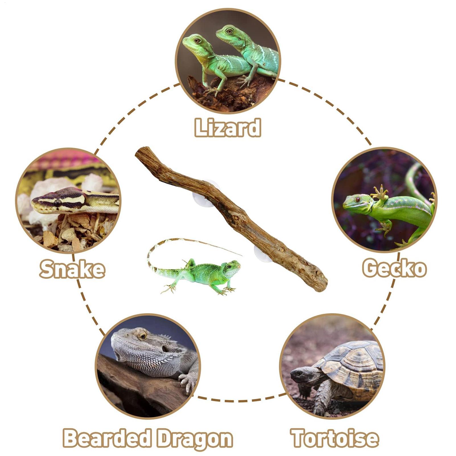Wooden Snake Climbing Branch R - Home Decor Habitat recension och pris